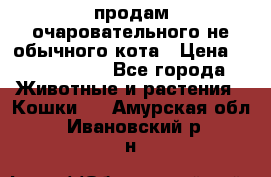 продам очаровательного не обычного кота › Цена ­ 7 000 000 - Все города Животные и растения » Кошки   . Амурская обл.,Ивановский р-н